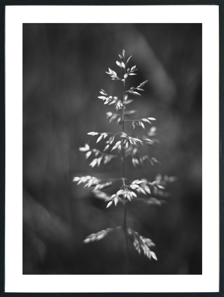 Posterworld - Motiv Grass - 50 x 70 cm