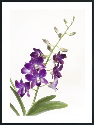 Posterworld - Motiv Orchid - 70x100 cm