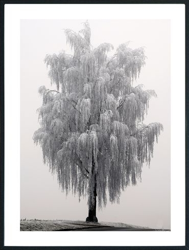Posterworld - Motiv Frosty tree - 70x100 cm
