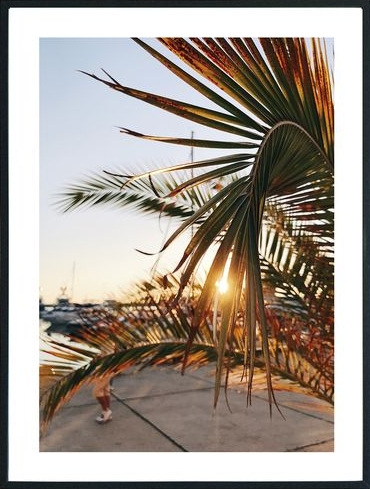 Posterworld - Motiv Palm - 70x100 cm