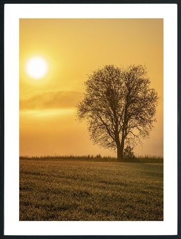 Posterworld - Motiv Lonely Tree - 70x100 cm