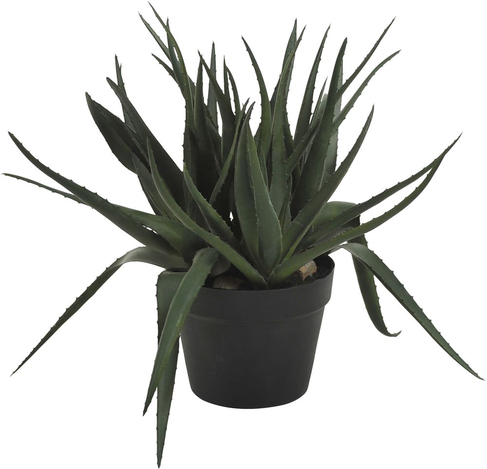 Sunday aloveraplanta 42 cm - Svart