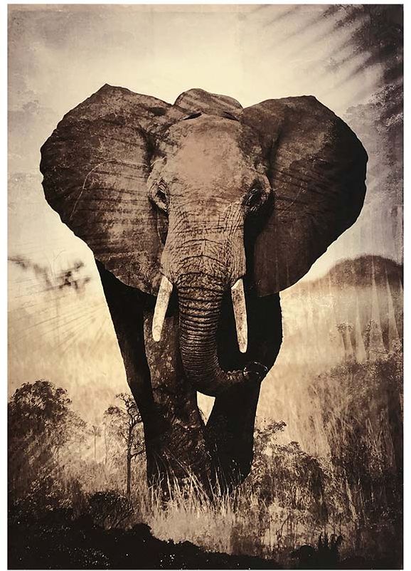 Glastavla Elefant matt finish - 70x100 cm