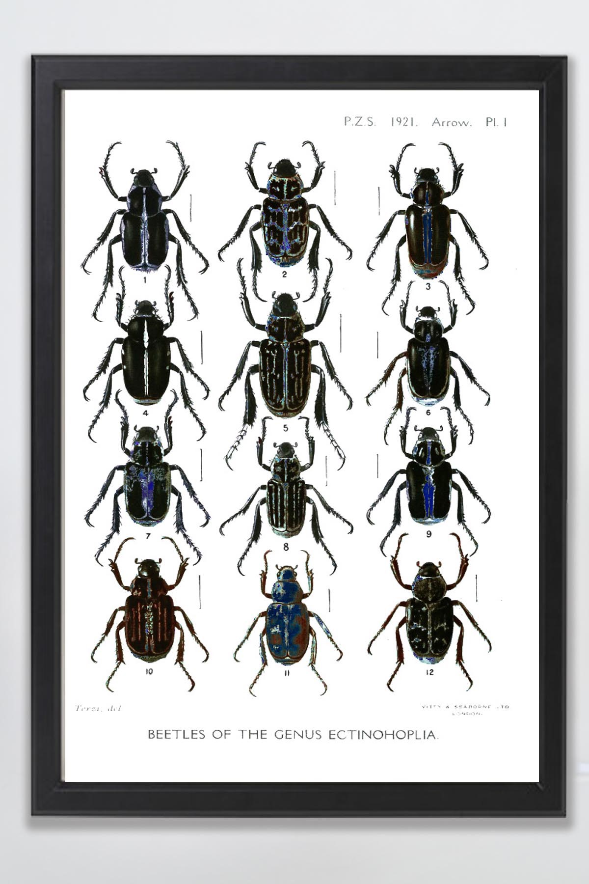 Tavla med ram (Insekter) - 50x70 cm