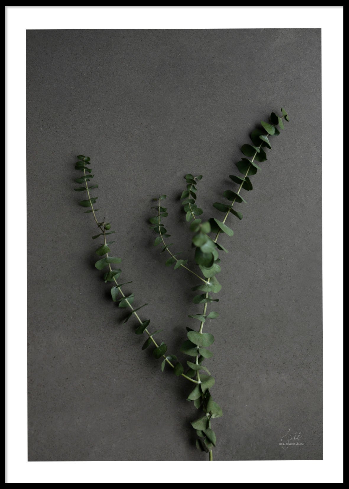 EUCALYPTUS - Poster 50x70 cm EUCALYPTUS - Poster 50x70 cm