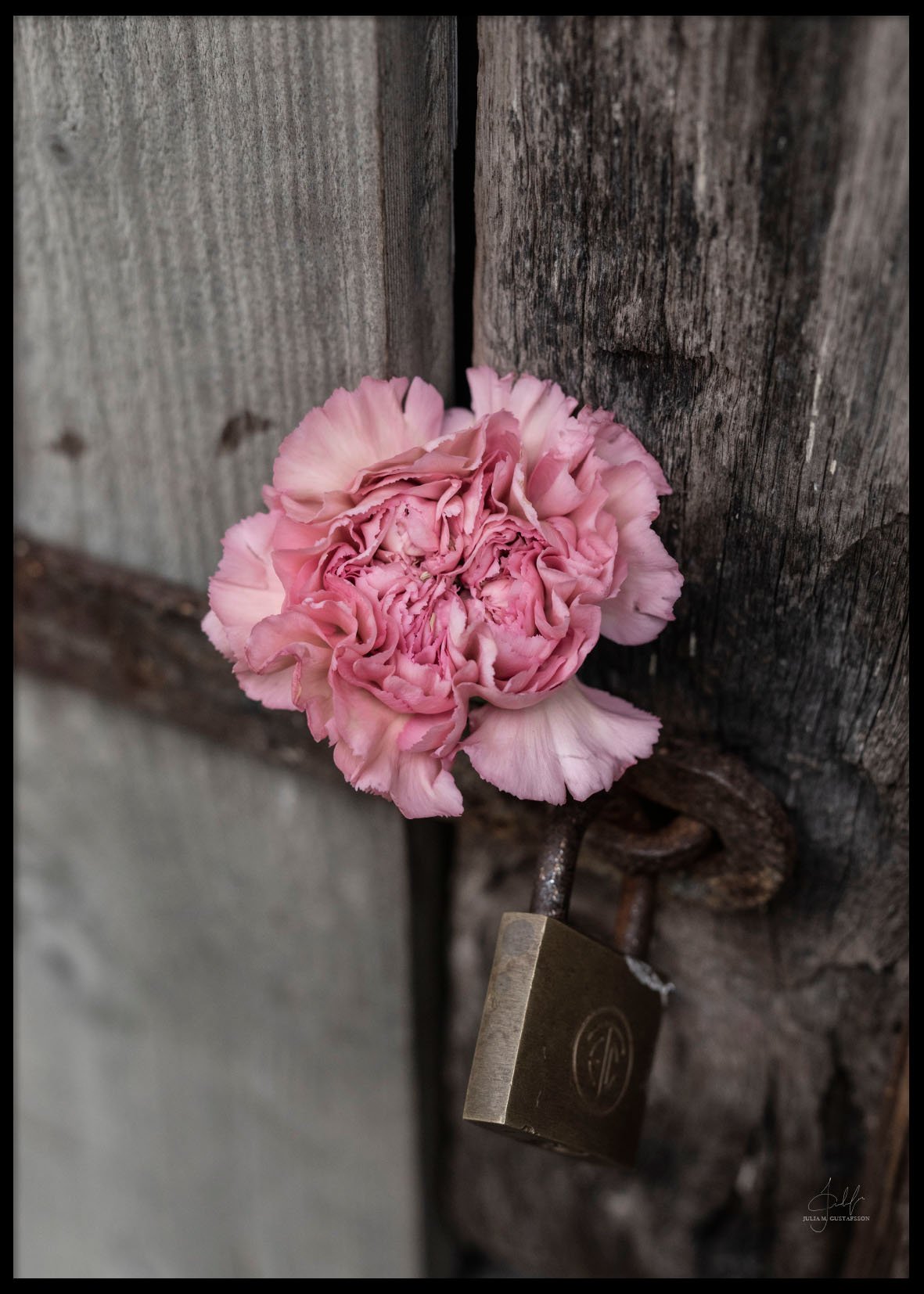 PINK FLOWER CLOSE UP - Poster 50x70 cm