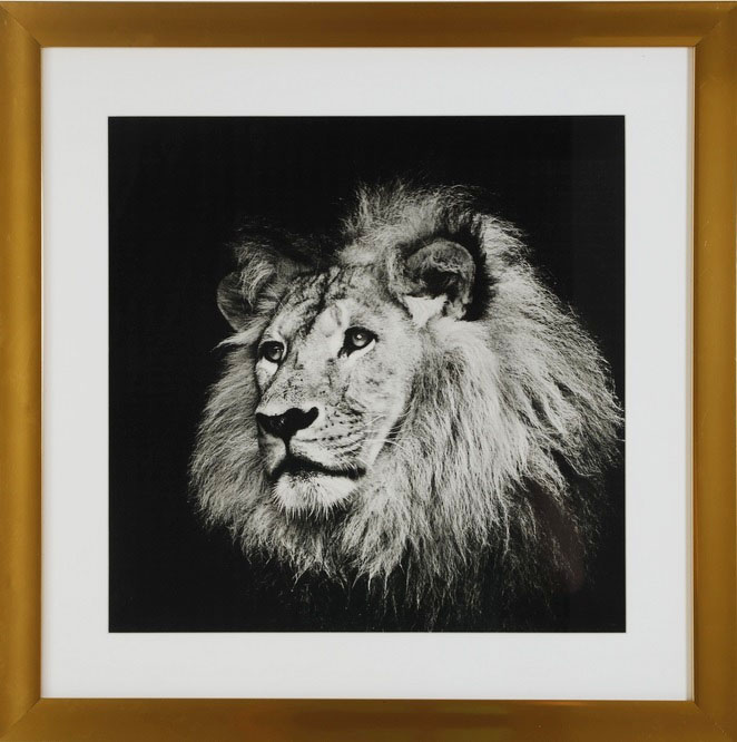 Tavla med guldram (Lejon) - 50x50 cm