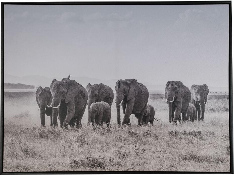 Tavla Elefanter - 80x60 cm