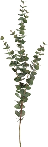 Eucalyptus konstv�xt