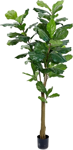 Fiolfikus konstväxt Fiolfikus konstväxt