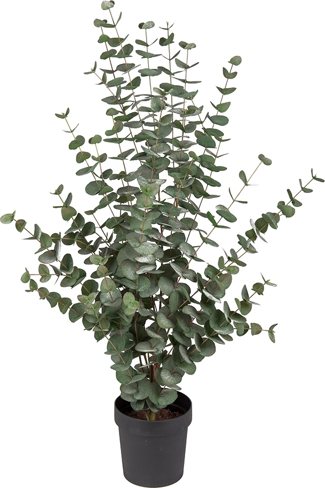 Eucalyptus konstv�xt