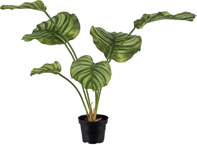 Calathea konstväxt Calathea konstväxt