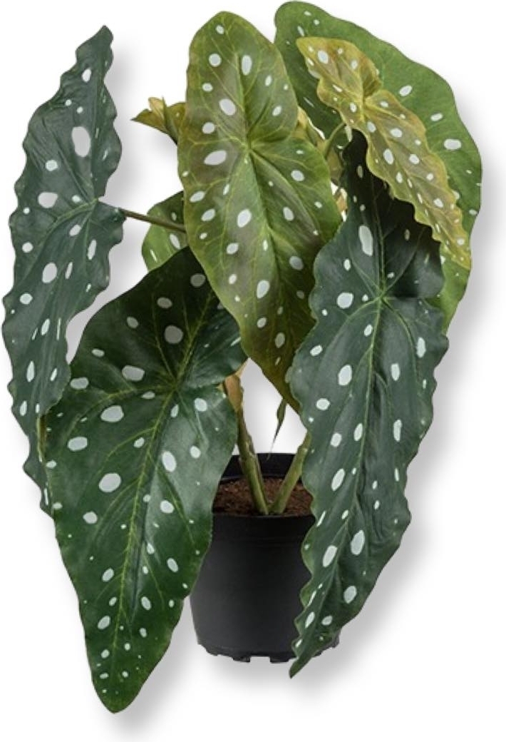 Forell begonia konstv�xt
