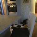 Vienna barstol vid köksön med katten Blixten i bakgrunden. Vienna barstol - Vit