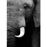 Poster Elefant - 50x70 cm Poster Elefant - 50x70 cm