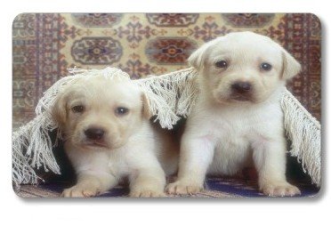 Drrmatta Photomat - Puppies