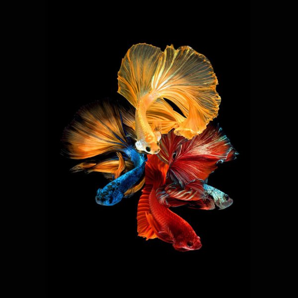 Glastavla - Fishes nr 2 - 80x80 cm