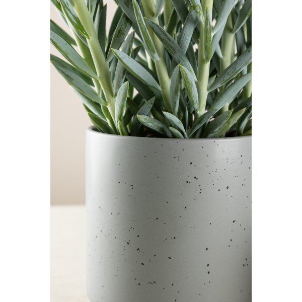 Pot Sane 18 x 17 cm - Gris foncé/Noir Pot Sane 18 x 17 cm - Gris foncé/Noir