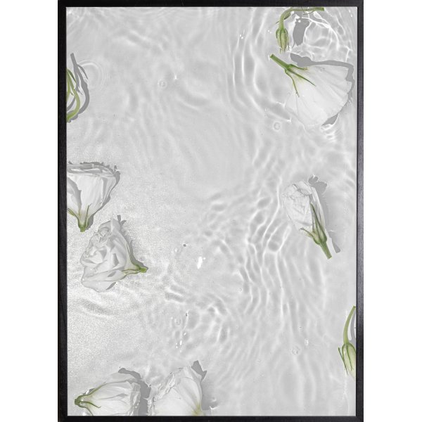Poster - White roses