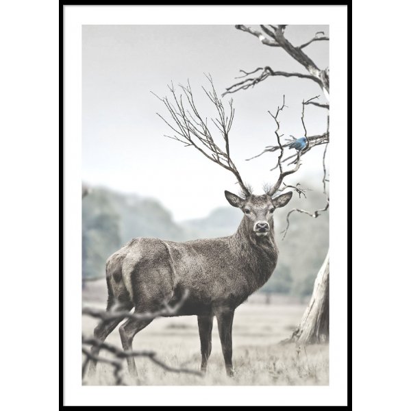 DEER PORTRAIT - Poster 50x70 cm