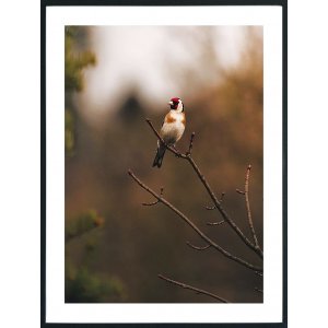 Posterworld - Motif Oiseau - 70 x 100 cm
