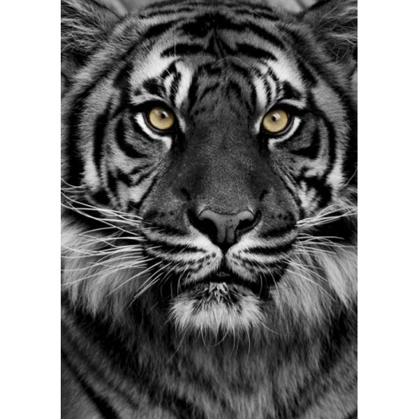 Poster Tiger