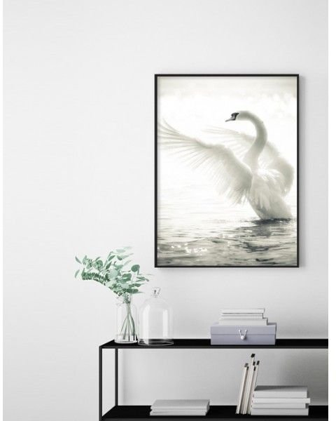 Poster Svan Poster Svan