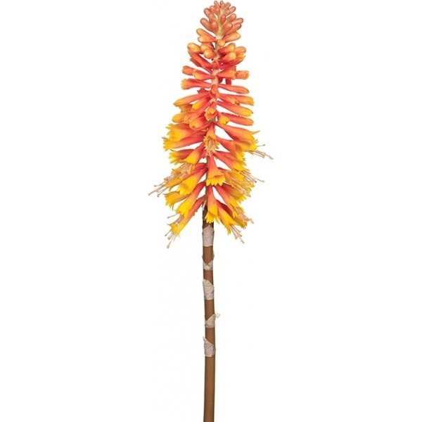 Kniphofia konstväxt