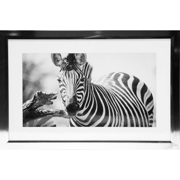 Tavla med kromad ram (Zebra) - 40x60 cm