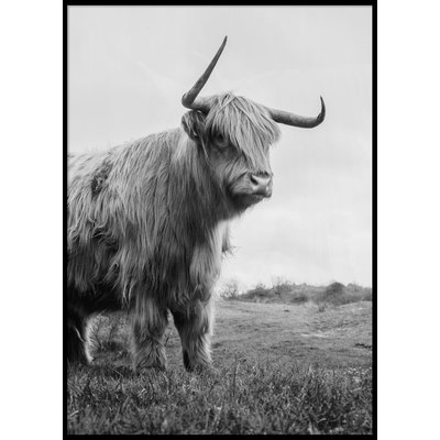 HIGHLAND CATTLE No 2 - Poster 50x70 cm