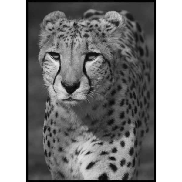 GEOPARD - Poster 50x70 cm