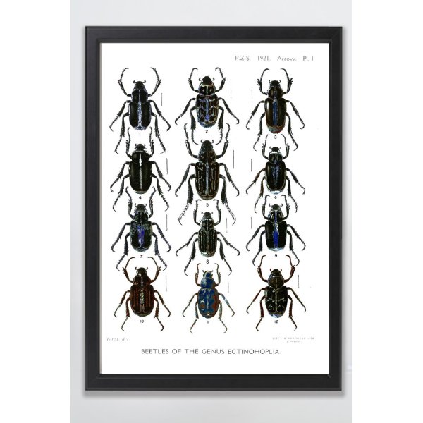 Tavla med ram (Insekter) - 50x70 cm