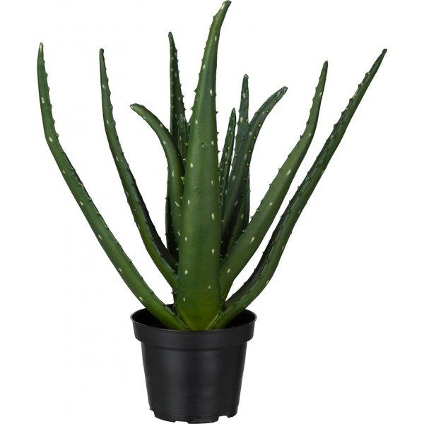Aloe konstvxt