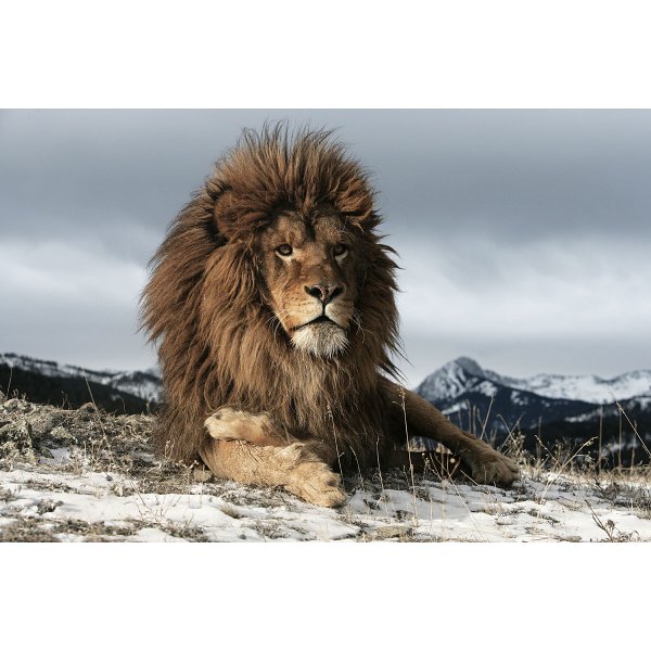 Glastavla - Lion 1 - 120x80 cm