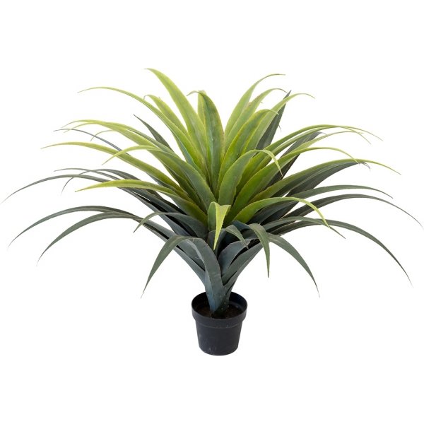 Agave konstvxt