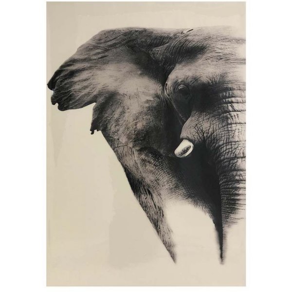 Glastavla Elefant blank finish - 65x92,5 cm