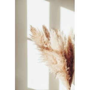 Poster - Pampas - 21x30