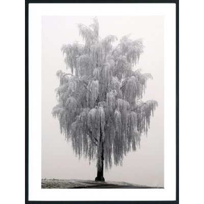 Posterworld - Motiv Frosty tree - 50x70 cm