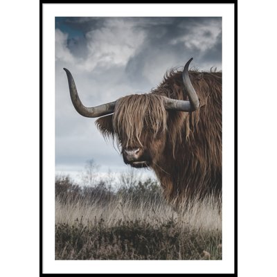 HIGHLAND CATTLE - Poster 50x70 cm