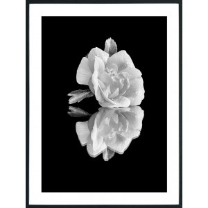 Posterworld - Motiv White Rose - 50 x 70 cm