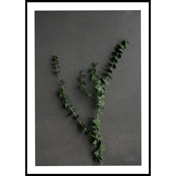 EUCALYPTUS - Poster 50x70 cm