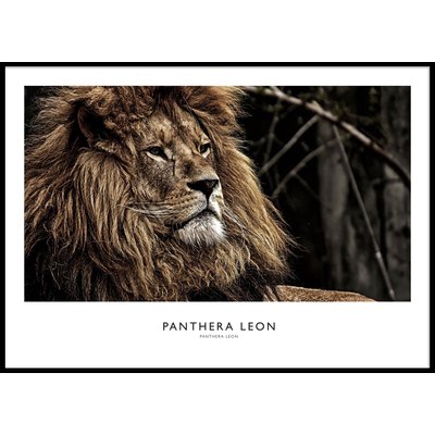 LION PORTRAIT - Poster 50x70 cm