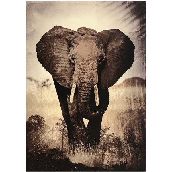 Glastavla Elefant matt finish - 70x100 cm