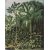 Botanic bonad 100 x 127 cm - Grn