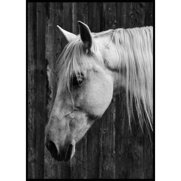 HORSE - Poster 50x70 cm
