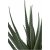 Plante artificielle Aloe Vera - H:51 cm - Vert