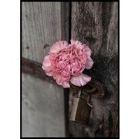 PINK FLOWER CLOSE UP - Poster 50x70 cm PINK FLOWER CLOSE UP - Poster 50x70 cm