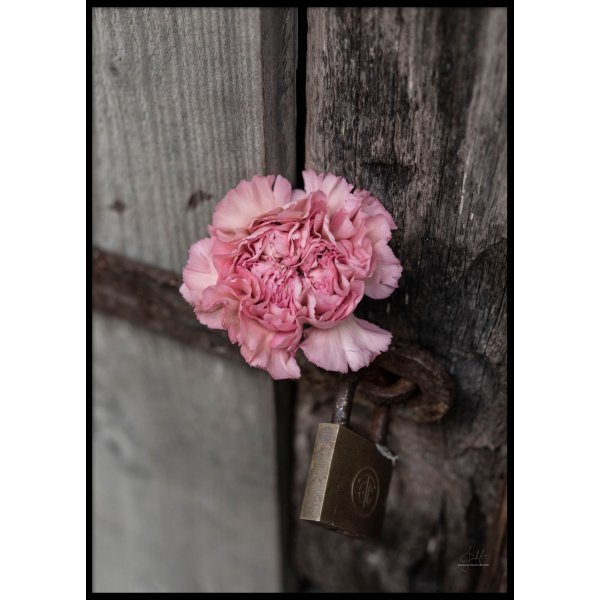 PINK FLOWER CLOSE UP - Poster 50x70 cm