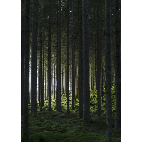 Poster - Woods