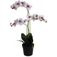 Konstväxt - Orkidé 3 stänglad H64 cm - Vit/Rosa Konstväxt - Orkidé 3 stänglad H64 cm - Vit/Rosa